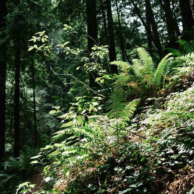 2021/11 Mendocino photo 1