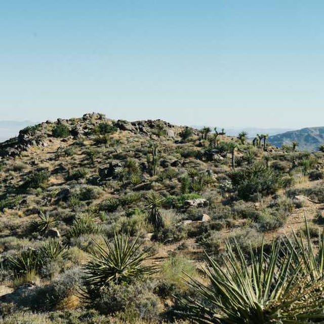 2020/06 Joshua Tree photo 1