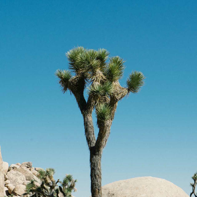 2020/06 Joshua Tree photo 3